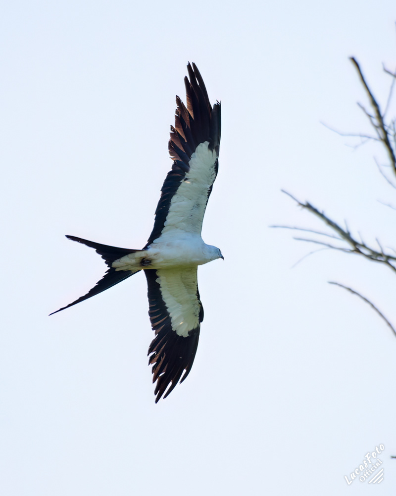 Swallow-tailed Kite