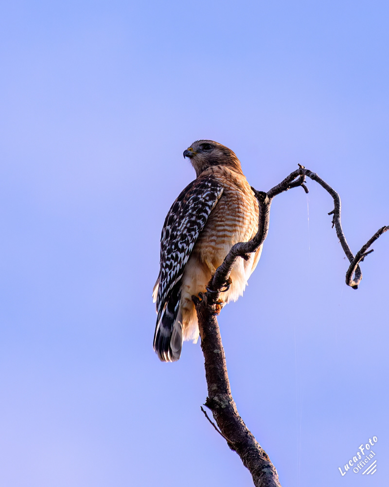 Red-shouldered Hawk