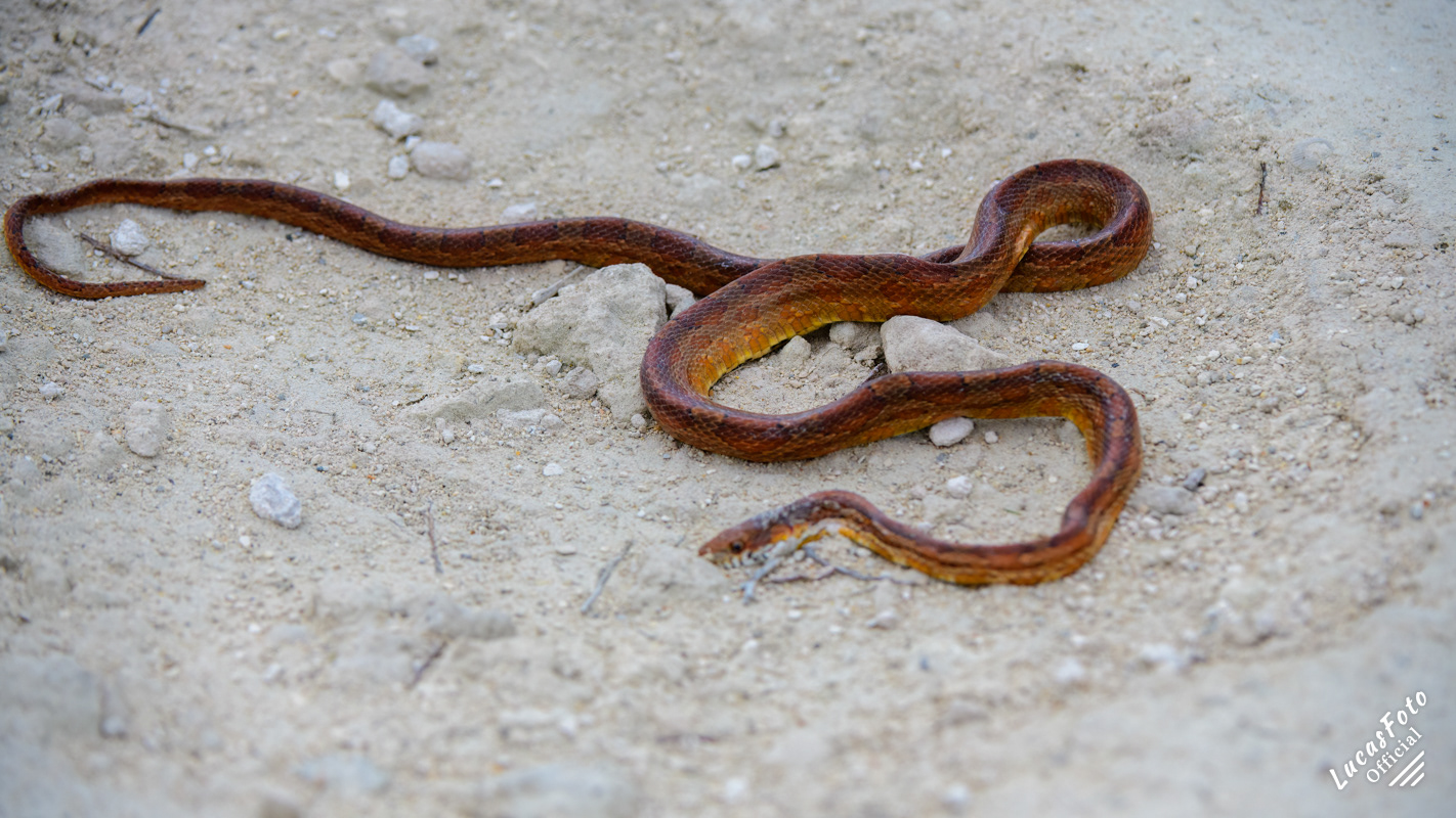 Red Rat Snake