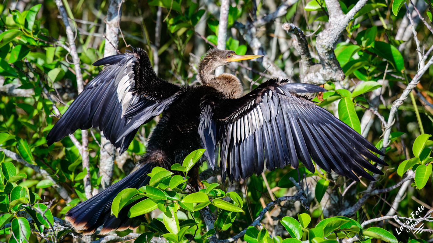 Anhinga