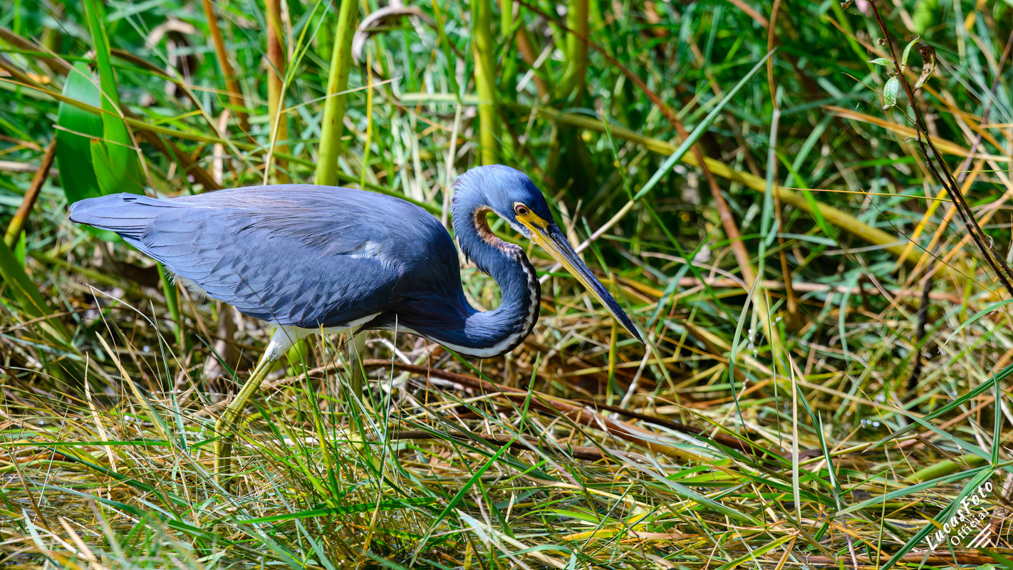 Tricolored Heron