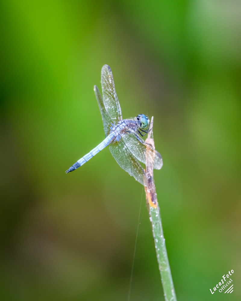 Eastern Pondhawk