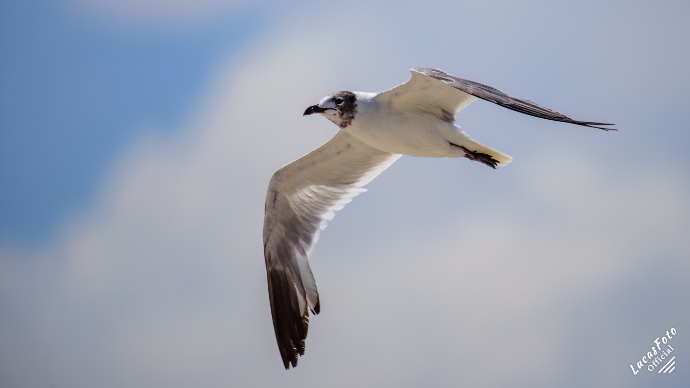 Laughing Gull