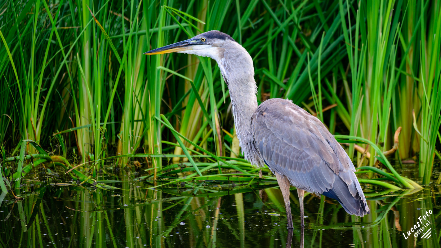 Great Blue Heron