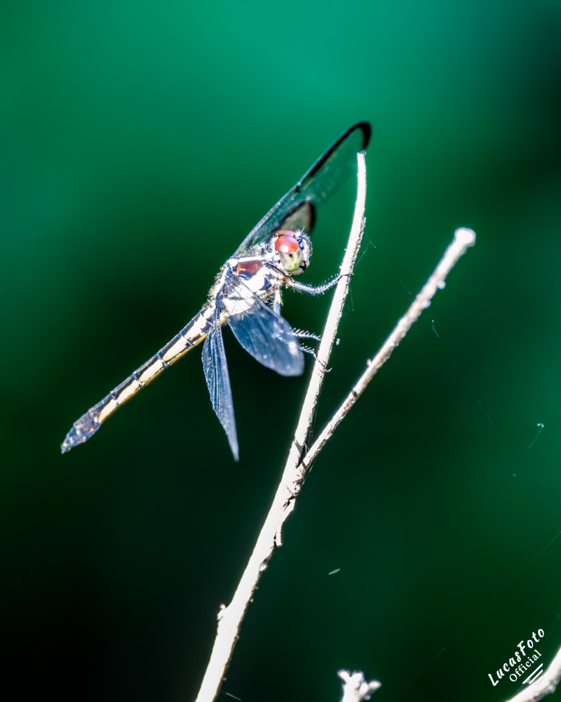 Orange Meadowhawk