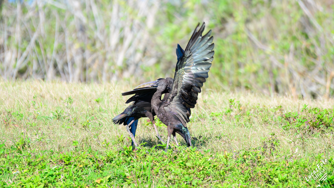 Glossy Ibis