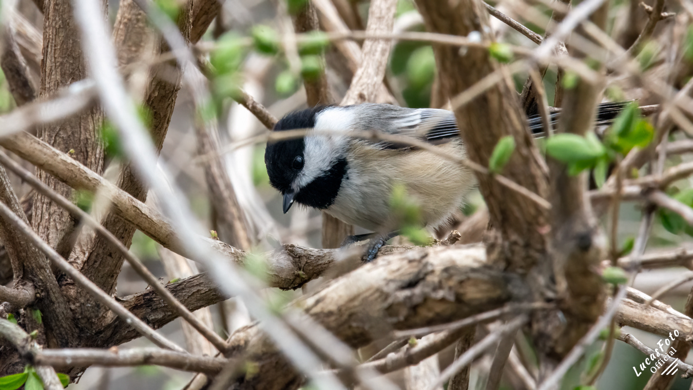 Black-capped Chickadee