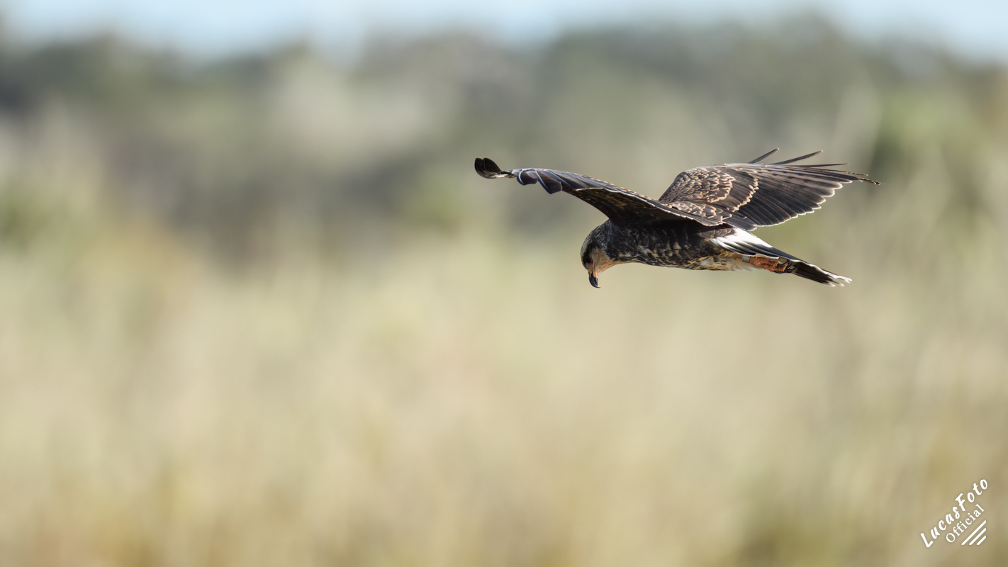 Snail Kite