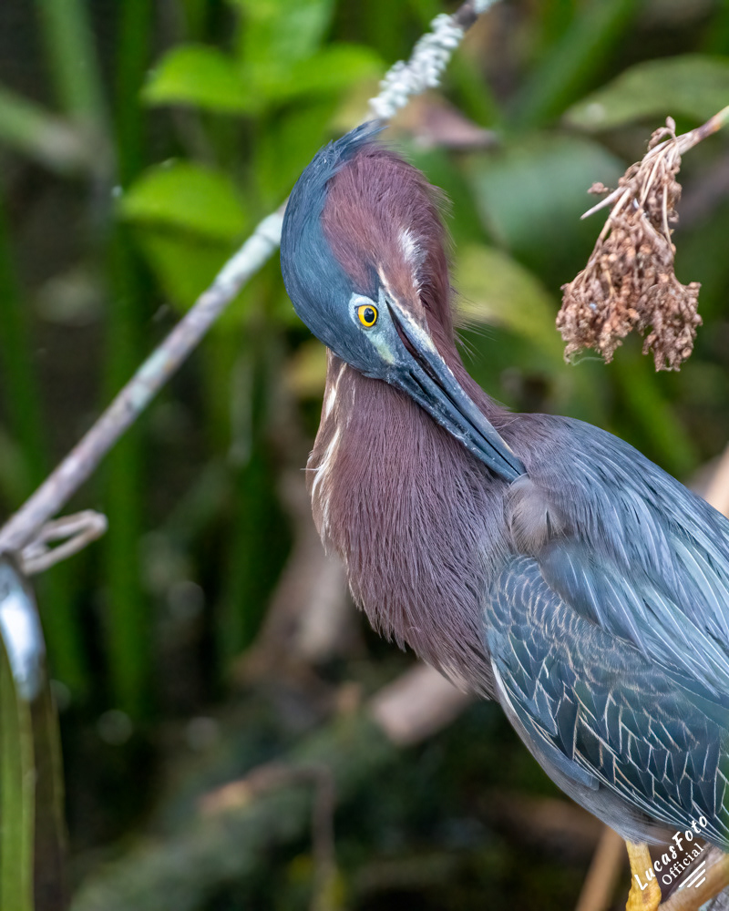 Green Heron