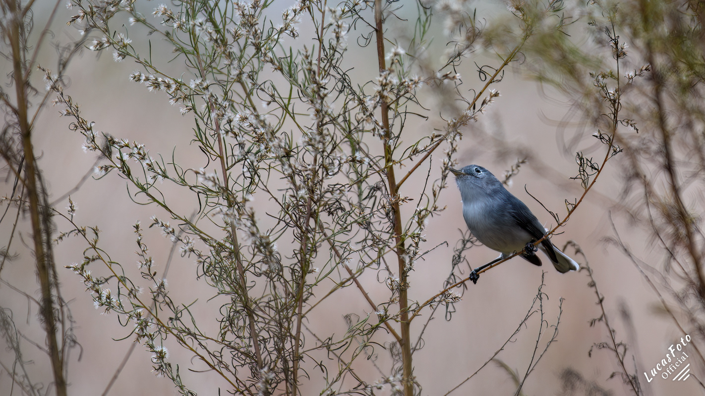 Blue-gray Gnatcatcher