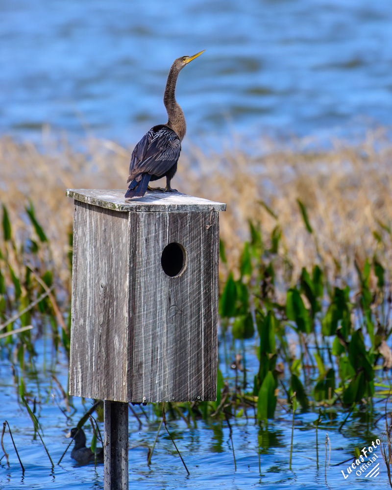 Anhinga