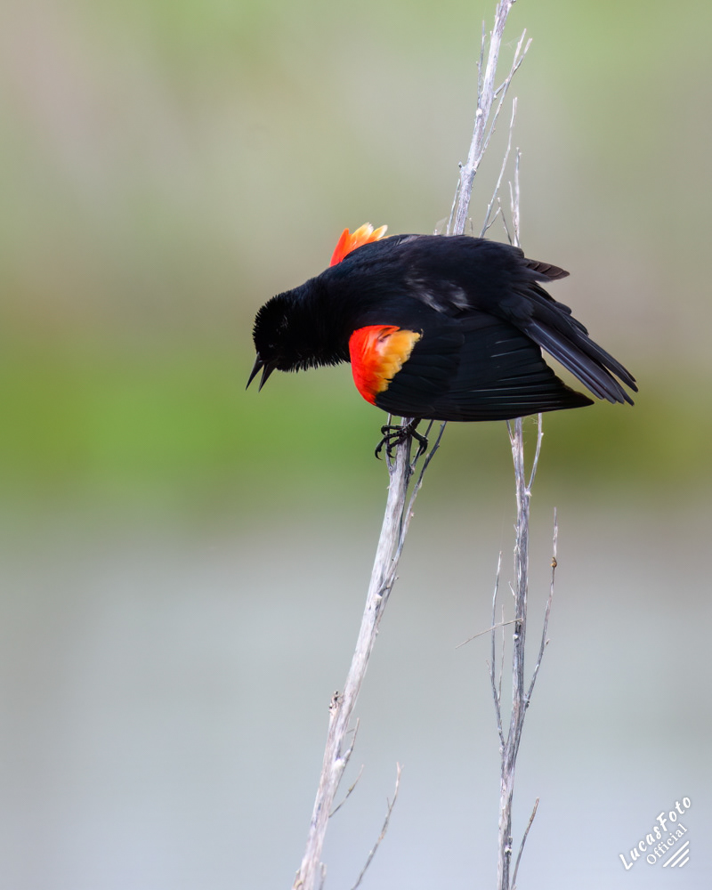 Red-winged Blackbird