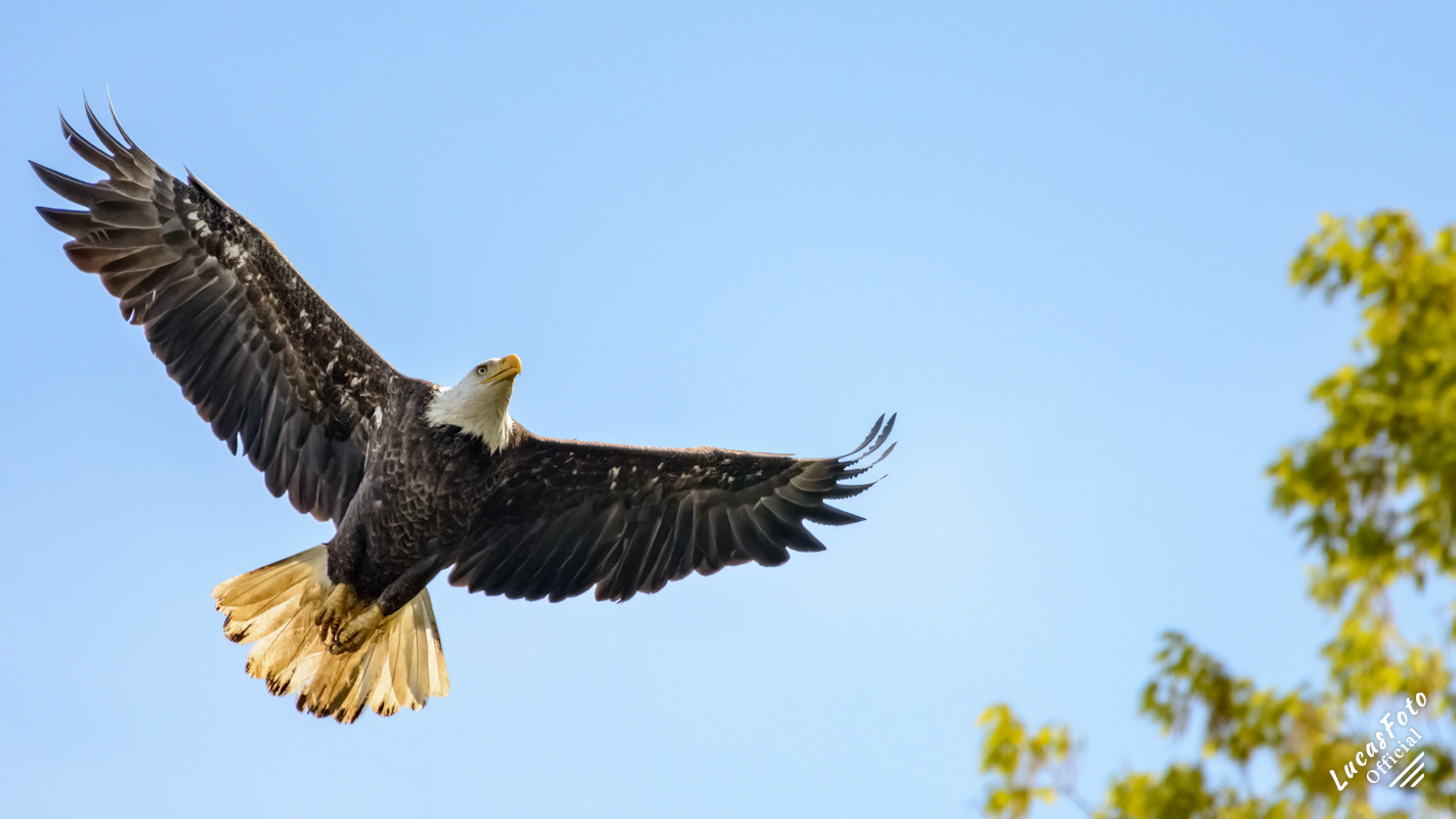 Bald Eagle