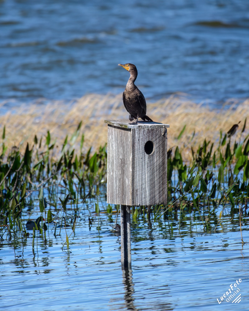 Double-crested Cormorant