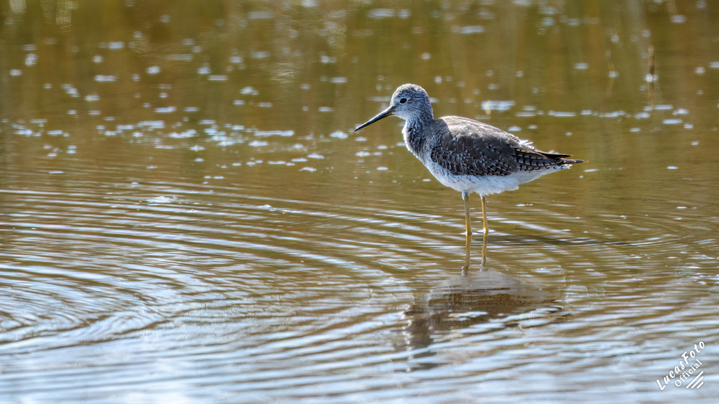 Lesser Yellowlegs