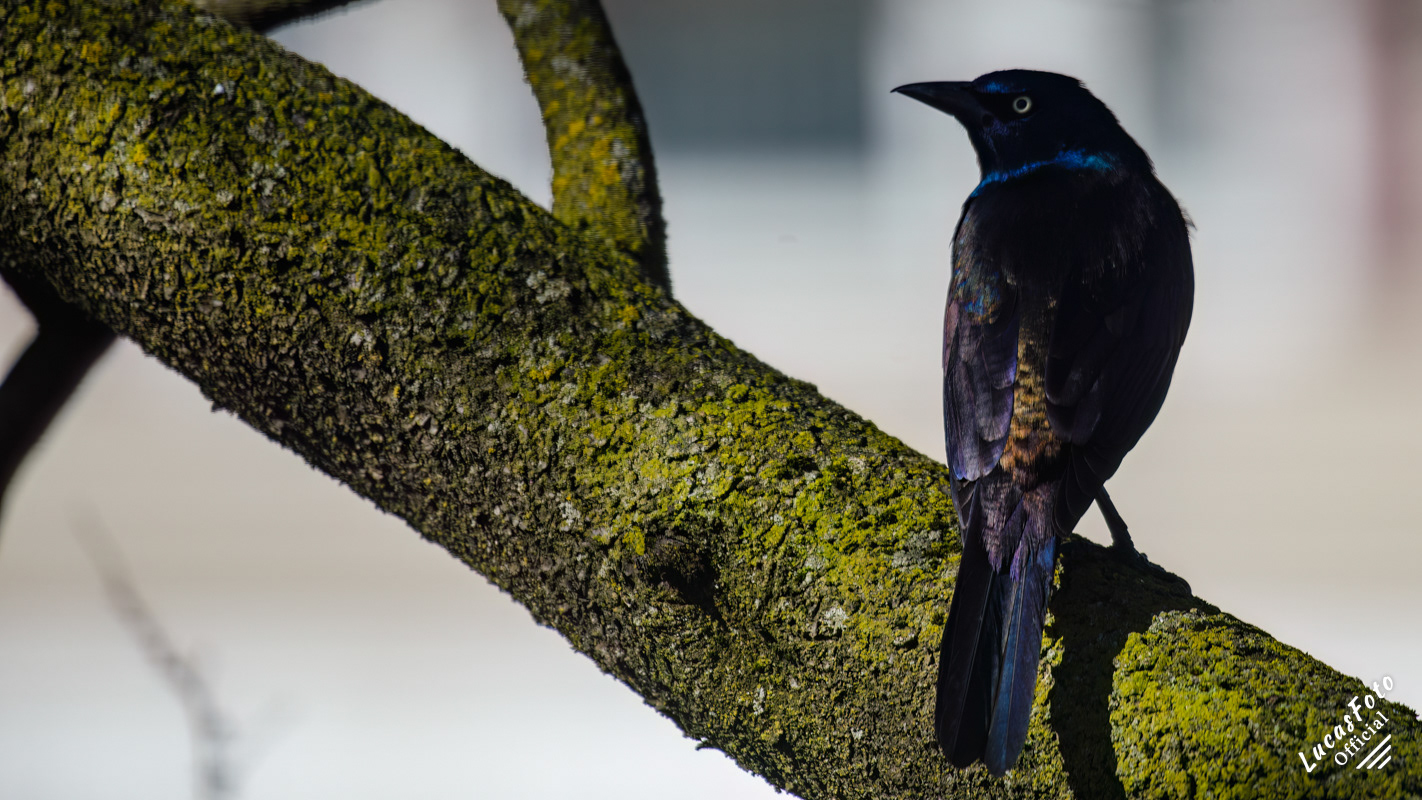 Common Grackle