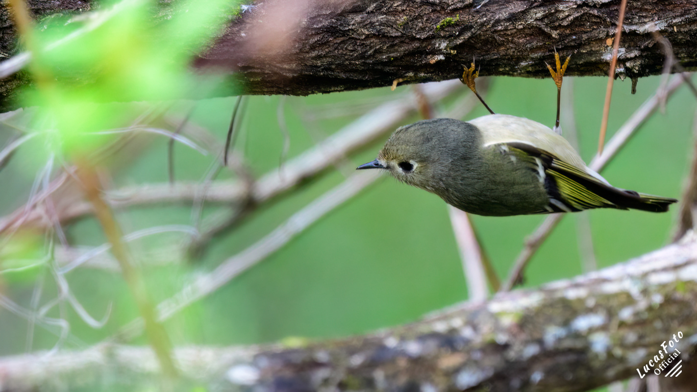 Ruby-crowned Kinglet