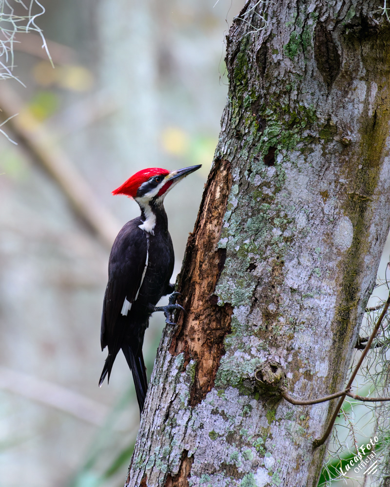 Pileated Woodpecker