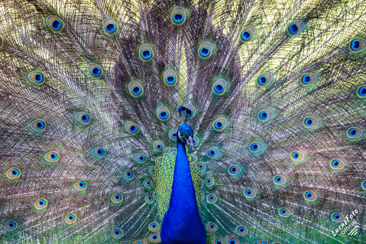 Indian Peafowl