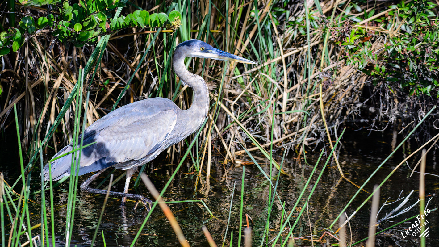 Great Blue Heron