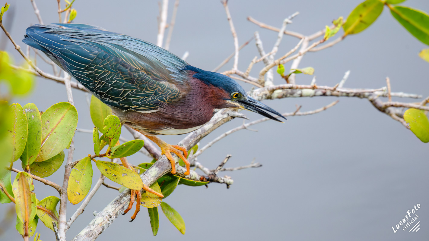 Green Heron