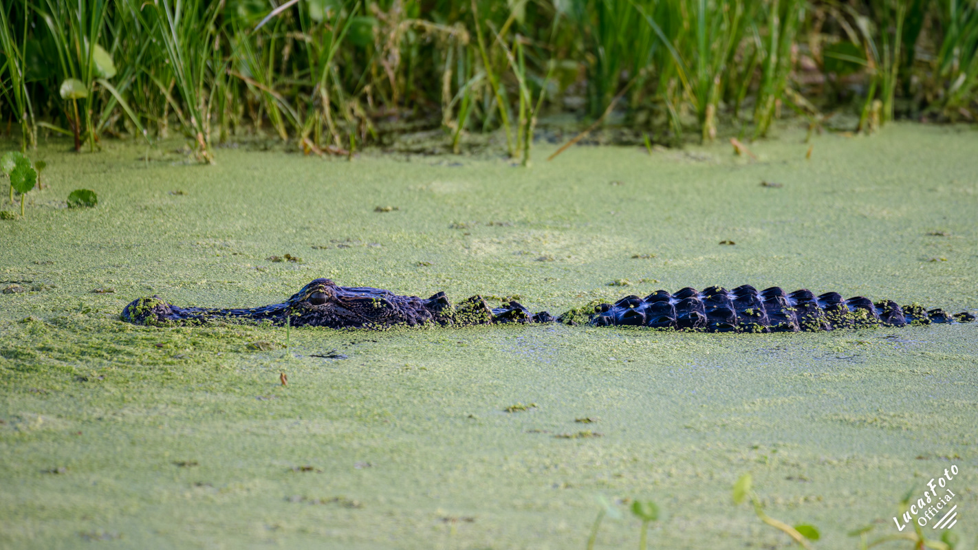 Alligator