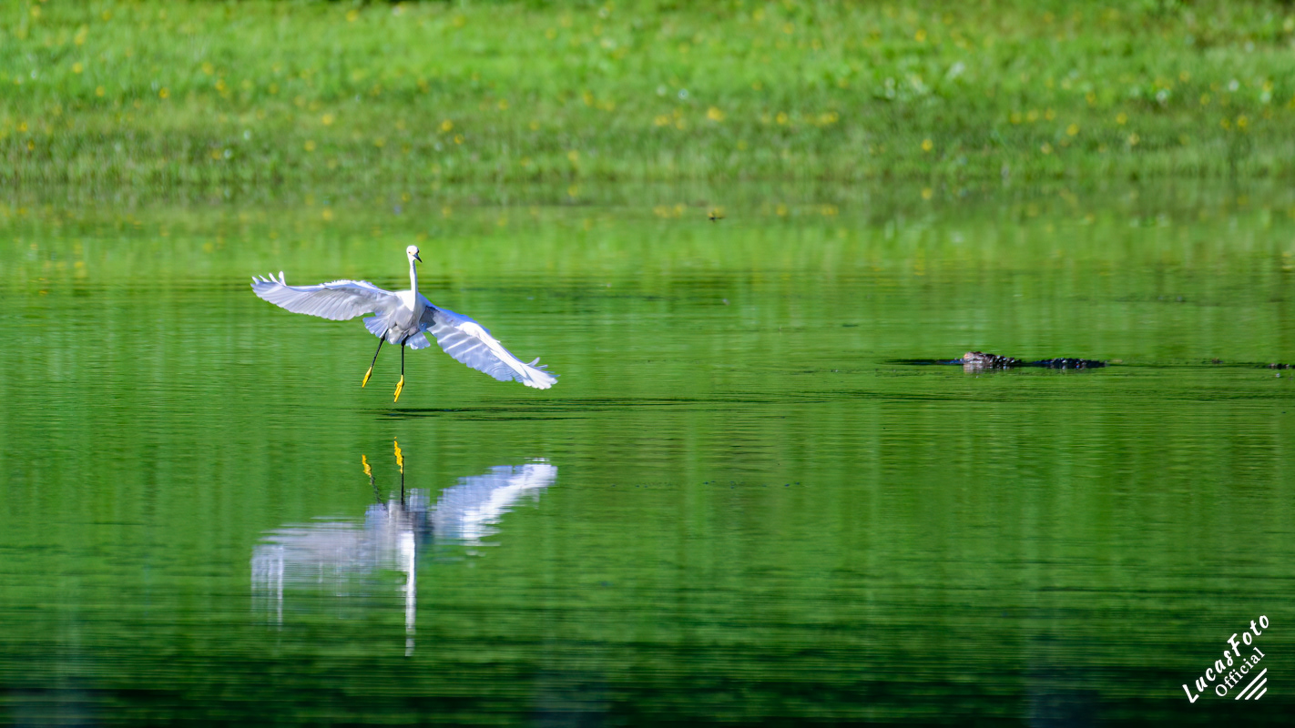Snowy Egret