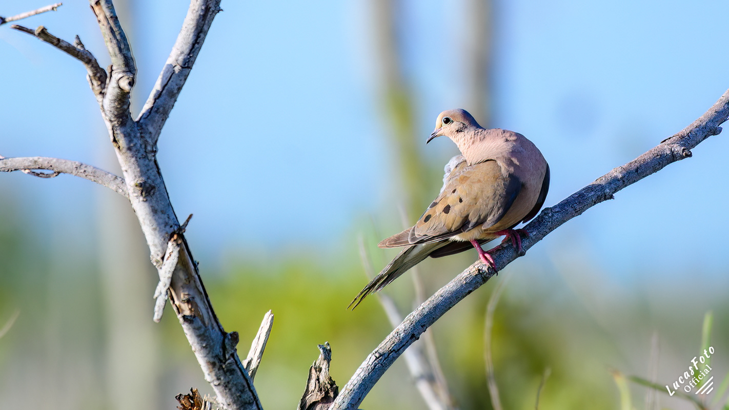 Mourning Dove
