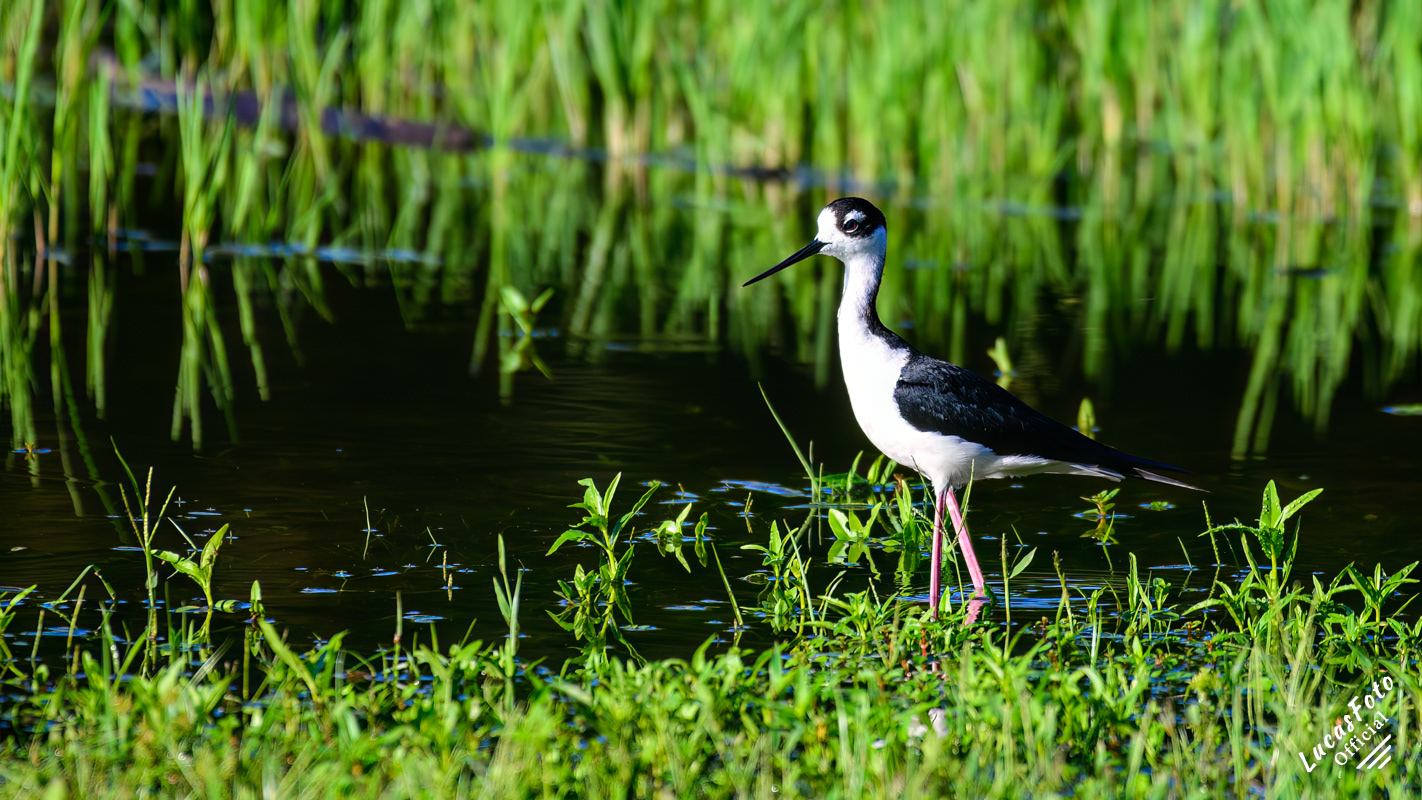Black-necked Stilt