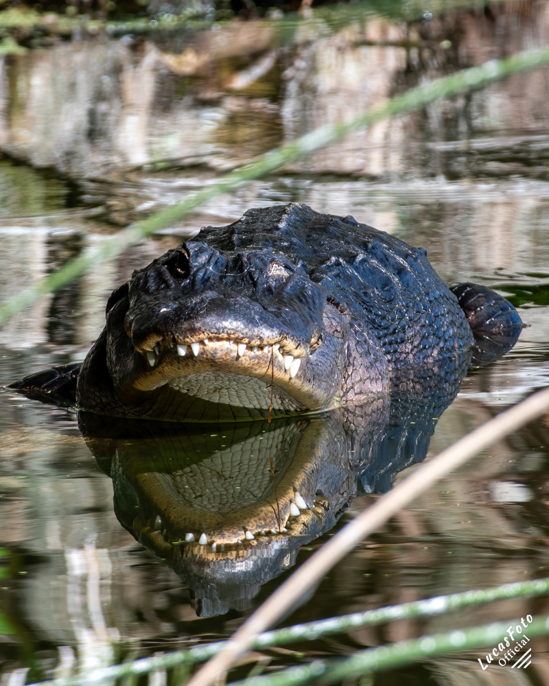 Alligator