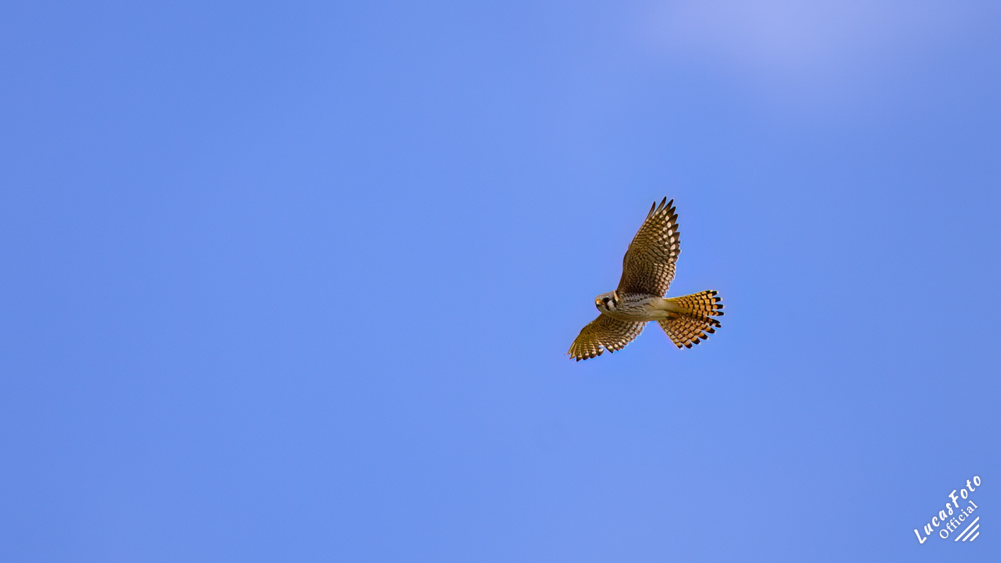 American Kestrel