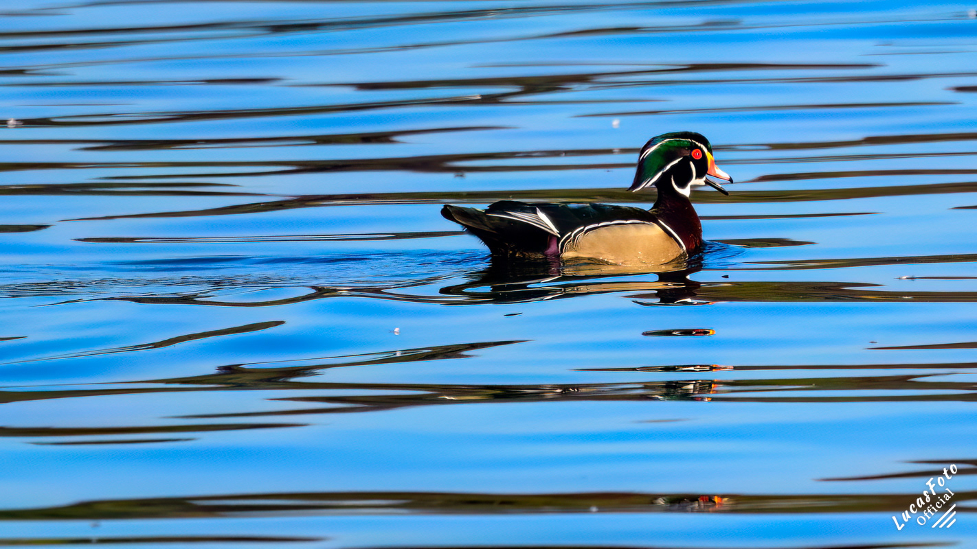 Wood Duck