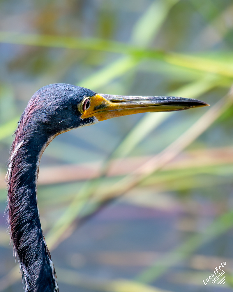 Tricolored Heron