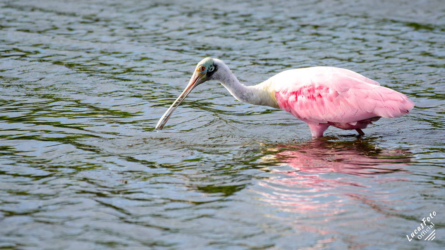 Roseate Spoonbill