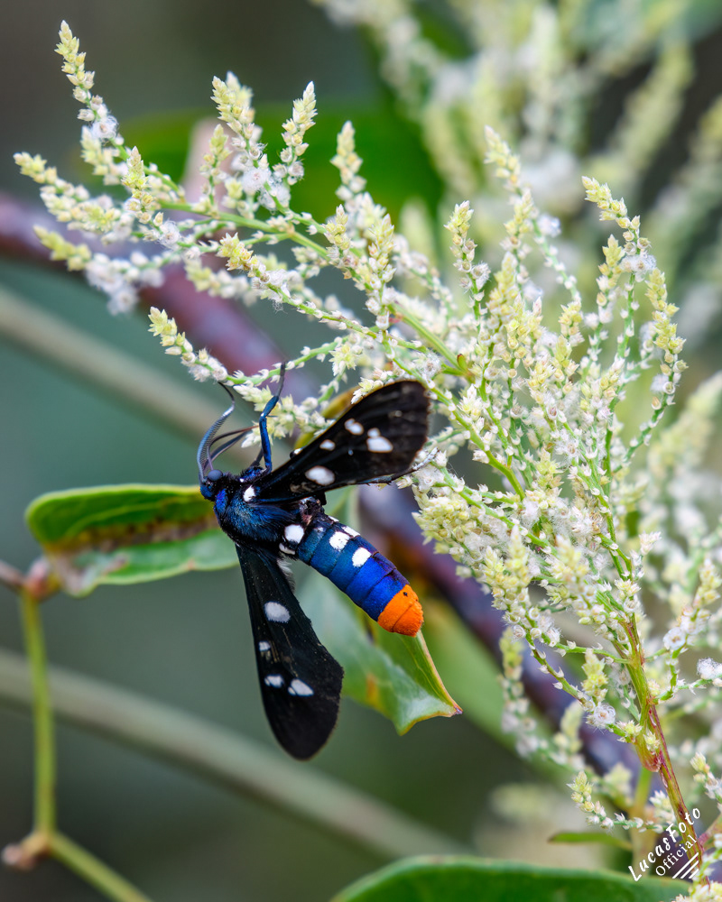 Polka Dot Wasp Moth