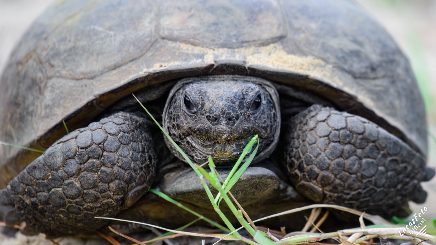 Gopher tortoise