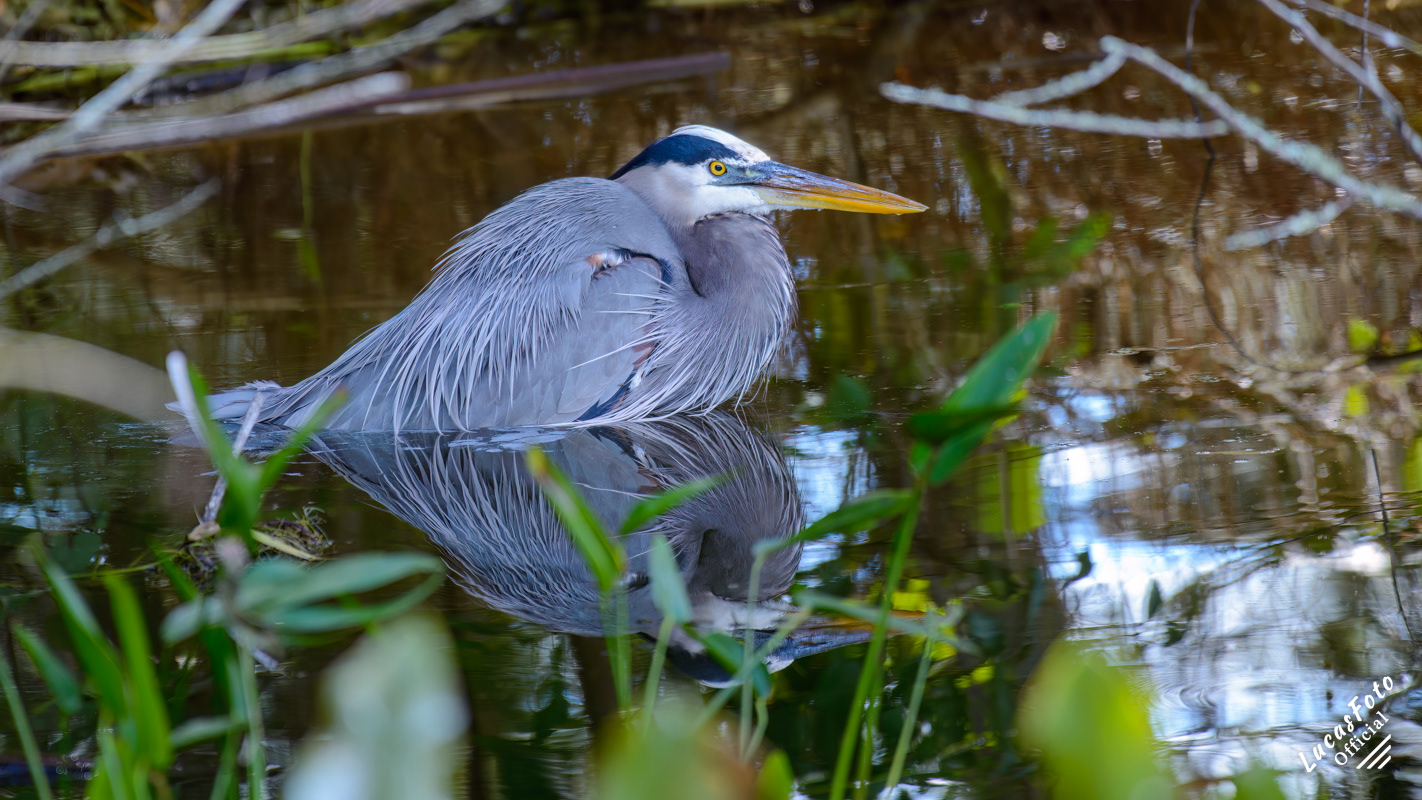 Great Blue Heron