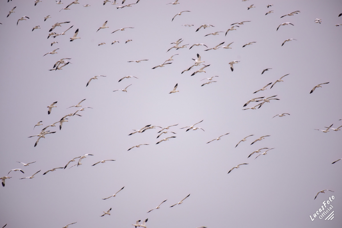 Snow Goose