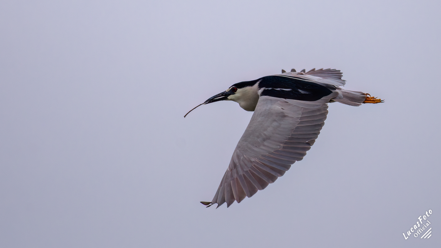 Black-crowned Night Heron