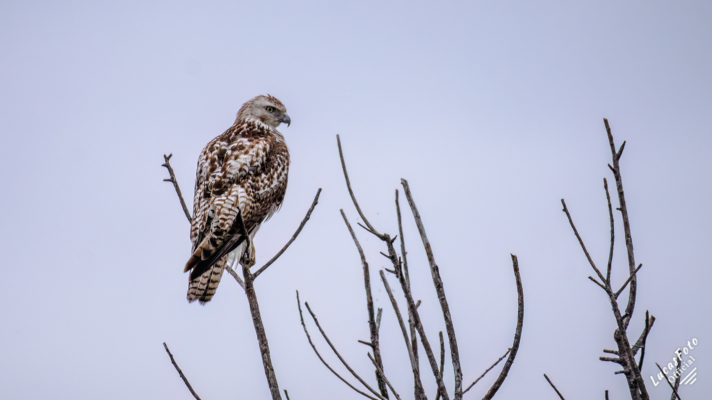 Krider's Red-tailed Hawk