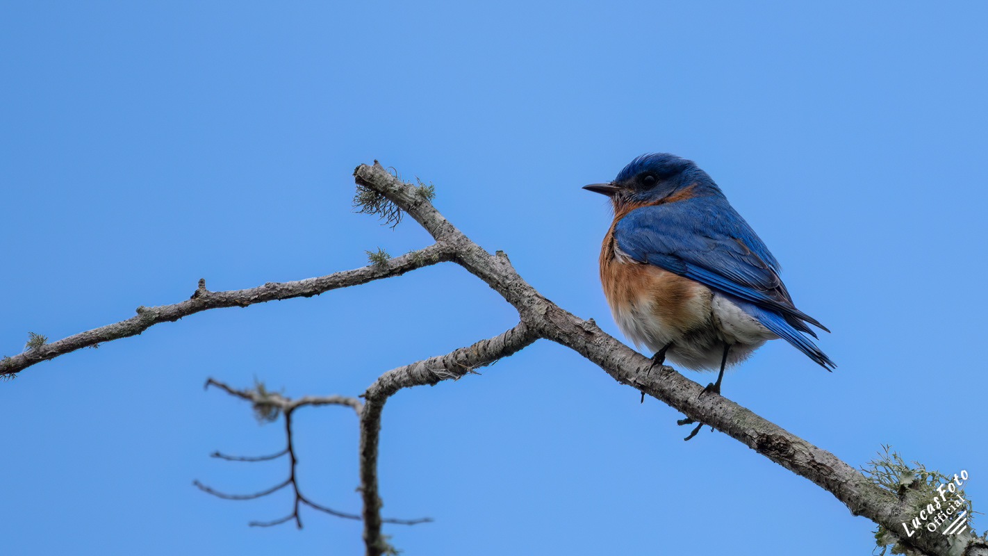 Eastern Bluebird