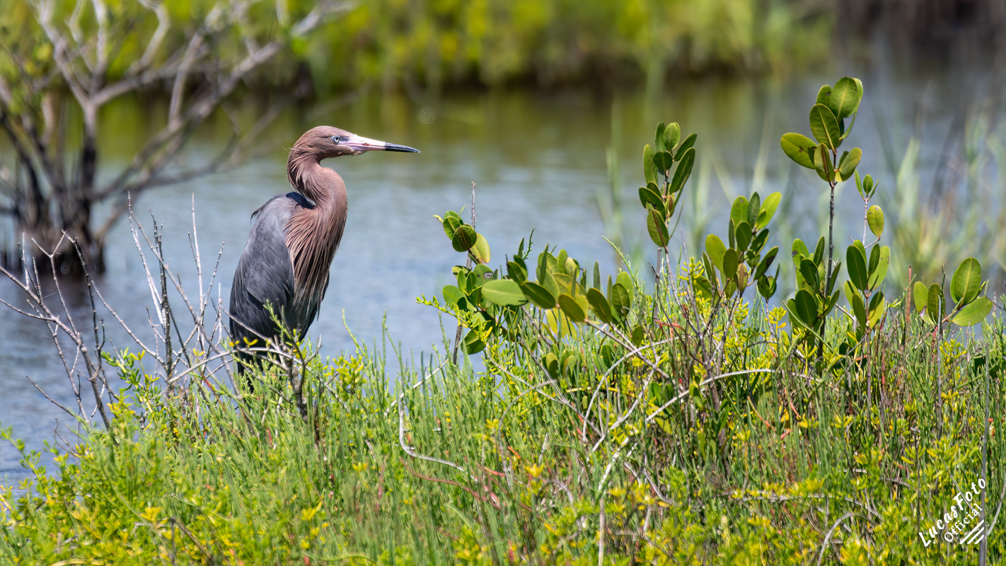 Reddish Egret