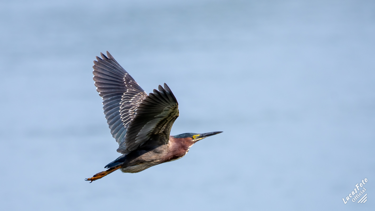 Green Heron