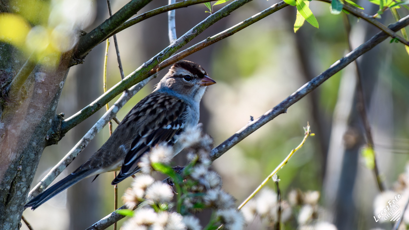 White-crowned Sparrow