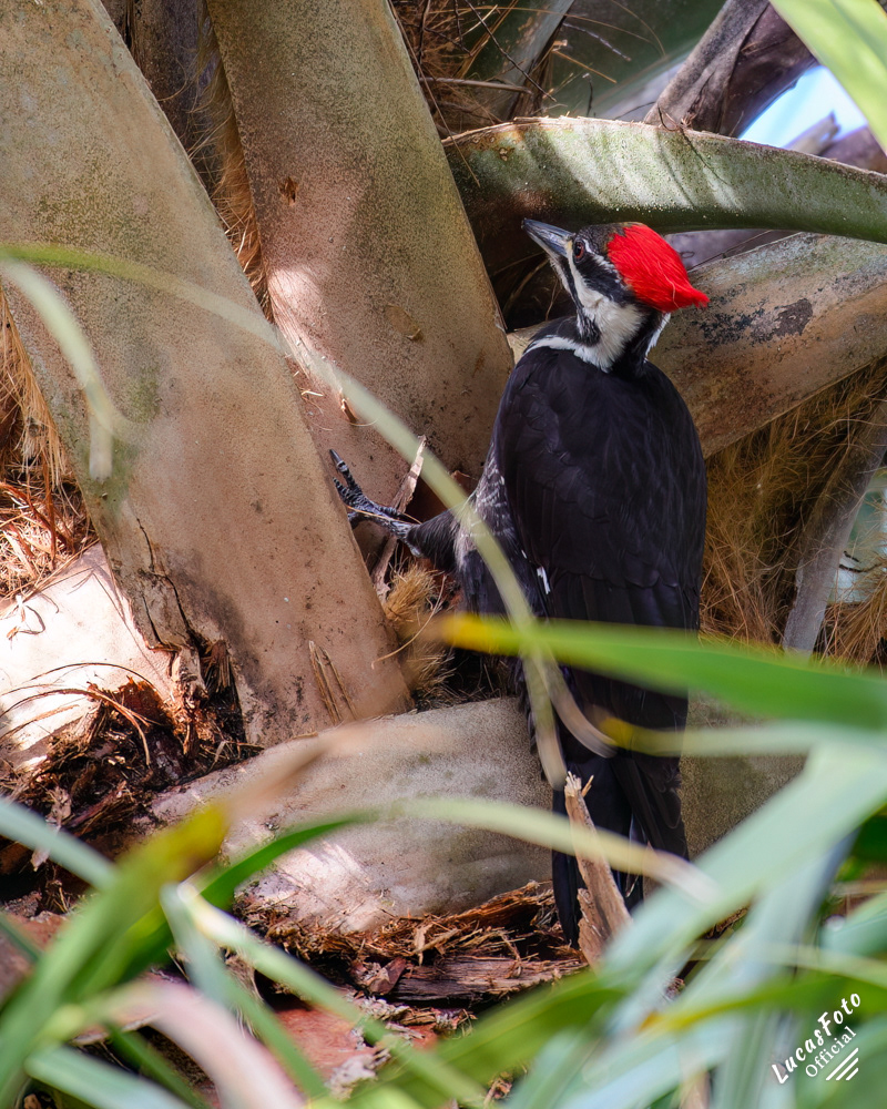 Pileated Woodpecker