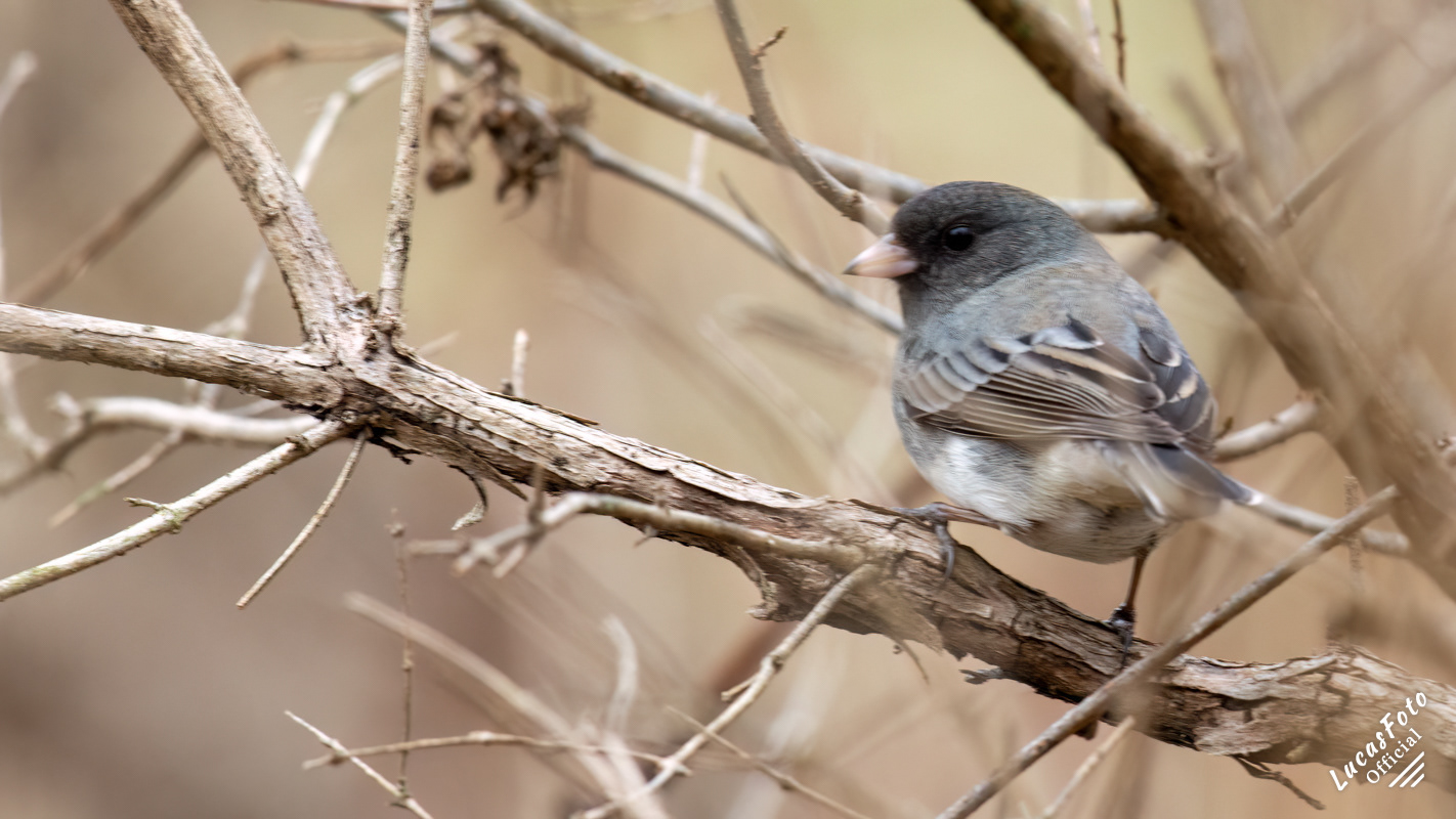 Dark-eyed Junco
