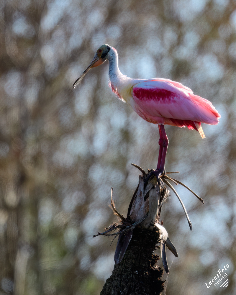 Roseate Spoonbill