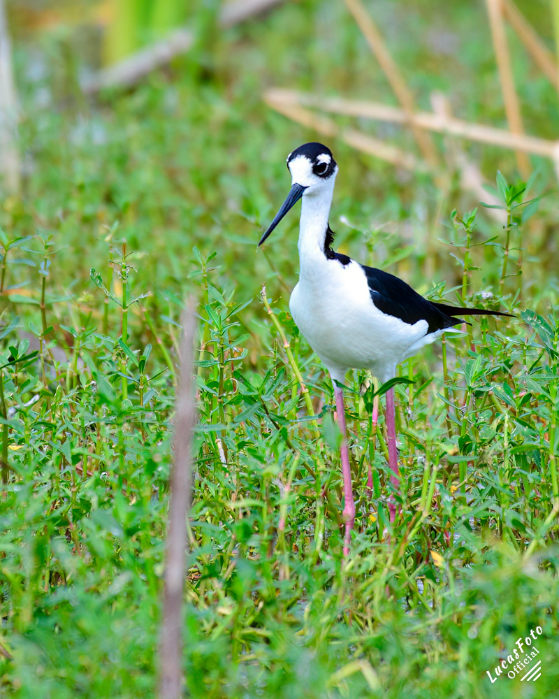 Black-necked Stilt