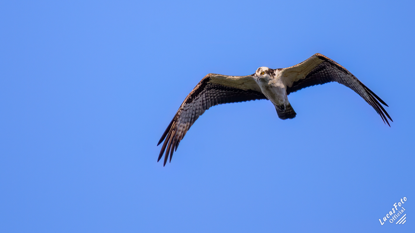 Osprey
