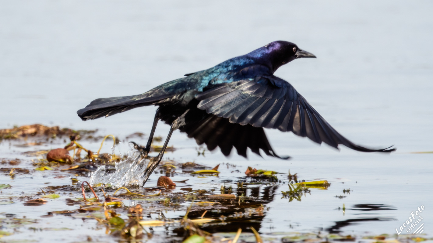 Boat-tailed Grackle
